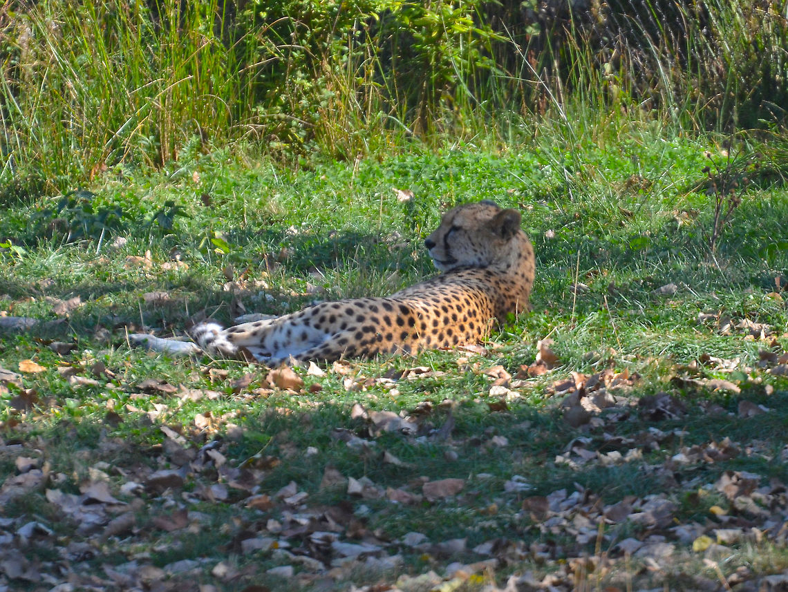 Cheetah - Acinonyx jubatus Seen in Pairi Daiza, Sep 2016.<br />
 Acinonyx jubatus,Belgium,Cheetah,Geotagged,Summer