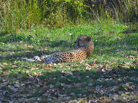 Cheetah - Acinonyx jubatus Seen in Pairi Daiza, Sep 2016.
 Acinonyx jubatus,Belgium,Cheetah,Geotagged,Summer