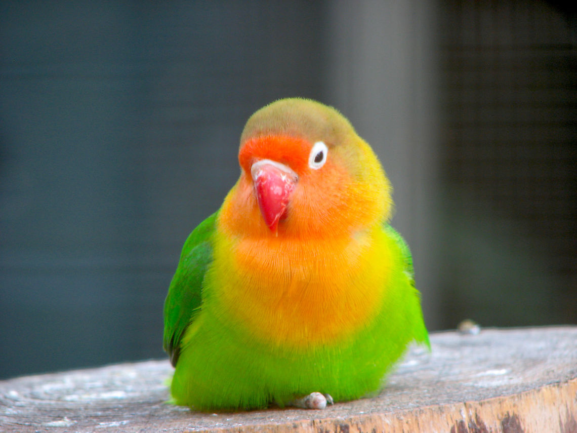 Fischer's lovebird - Agapornis fischeri Seen in Pairi Daiza, Aug 2009. Agapornis fischeri,Belgium,Fischer's lovebird,Geotagged,Summer