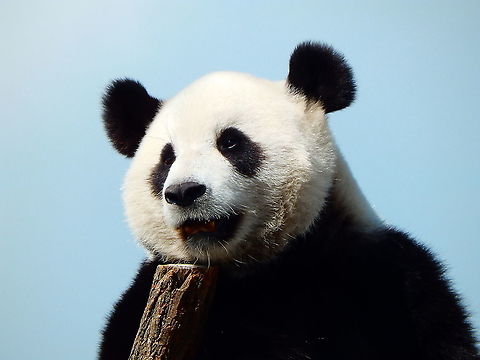 Giant Panda - Ailuropoda melanoleuca Seen in Pairi Daiza in Aug 2014.
 Ailuropoda melanoleuca,Belgium,Geotagged,Giant panda,Summer