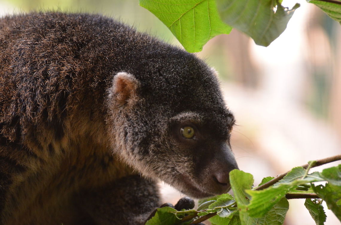 Sulawesi bear cuscus - Ailurops ursinus Seen in Pairi Daiza, Sep 2016.<br />
<a href="http://pearcatprod.free.fr/detail.php?anim=79" rel="nofollow">http://pearcatprod.free.fr/detail.php?anim=79</a><br />
<br />
We also had the food luck to see them in their natural habitat:<br />
<figure class="photo"><a href="https://www.jungledragon.com/image/83856/sulawesi_bear_cuscus-_ailurops_ursinus_mom_and_child.html" title="Sulawesi bear cuscus- Ailurops ursinus (mom and child)"><img src="https://s3.amazonaws.com/media.jungledragon.com/images/2298/83856_thumb.jpg?AWSAccessKeyId=05GMT0V3GWVNE7GGM1R2&Expires=1759968010&Signature=RkqjJzguHL3iMoa1Bk6H8JsbJtQ%3D" width="200" height="154" alt="Sulawesi bear cuscus- Ailurops ursinus (mom and child) At the top of the canopy in Tangkoko, Sulawesi. Ailurops ursinus,Geotagged,Indonesia,Spring,Sulawesi bear cuscus" /></a></figure> Ailurops ursinus,Belgium,Geotagged,Sulawesi bear cuscus,Summer
