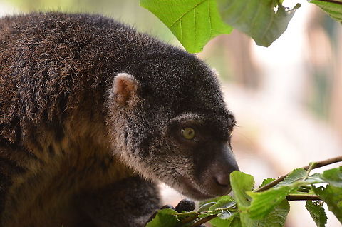 Sulawesi bear cuscus - Ailurops ursinus Seen in Pairi Daiza, Sep 2016.
http://pearcatprod.free.fr/detail.php?anim=79

We also had the food luck to see them in their natural habitat:
https://www.jungledragon.com/image/83856/sulawesi_bear_cuscus-_ailurops_ursinus_mom_and_child.html Ailurops ursinus,Belgium,Geotagged,Sulawesi bear cuscus,Summer
