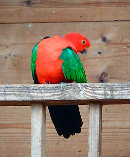 Australian King Parrot - Alisterus scapularis male Seen in Pairi Daiza, Aug 2014.
Female: https://www.jungledragon.com/image/126859/australian_king_parrot_-_alisterus_scapularis_female.html Alisterus scapularis,Australian king parrot,Belgium,Geotagged,Summer
