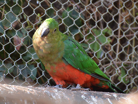 Australian King Parrot - Alisterus scapularis, female Seen in Pairi Daiza, Aug 2014.
Male:
https://www.jungledragon.com/image/126858/australian_king_parrot_-_alisterus_scapularis_male.html Alisterus scapularis,Australian king parrot