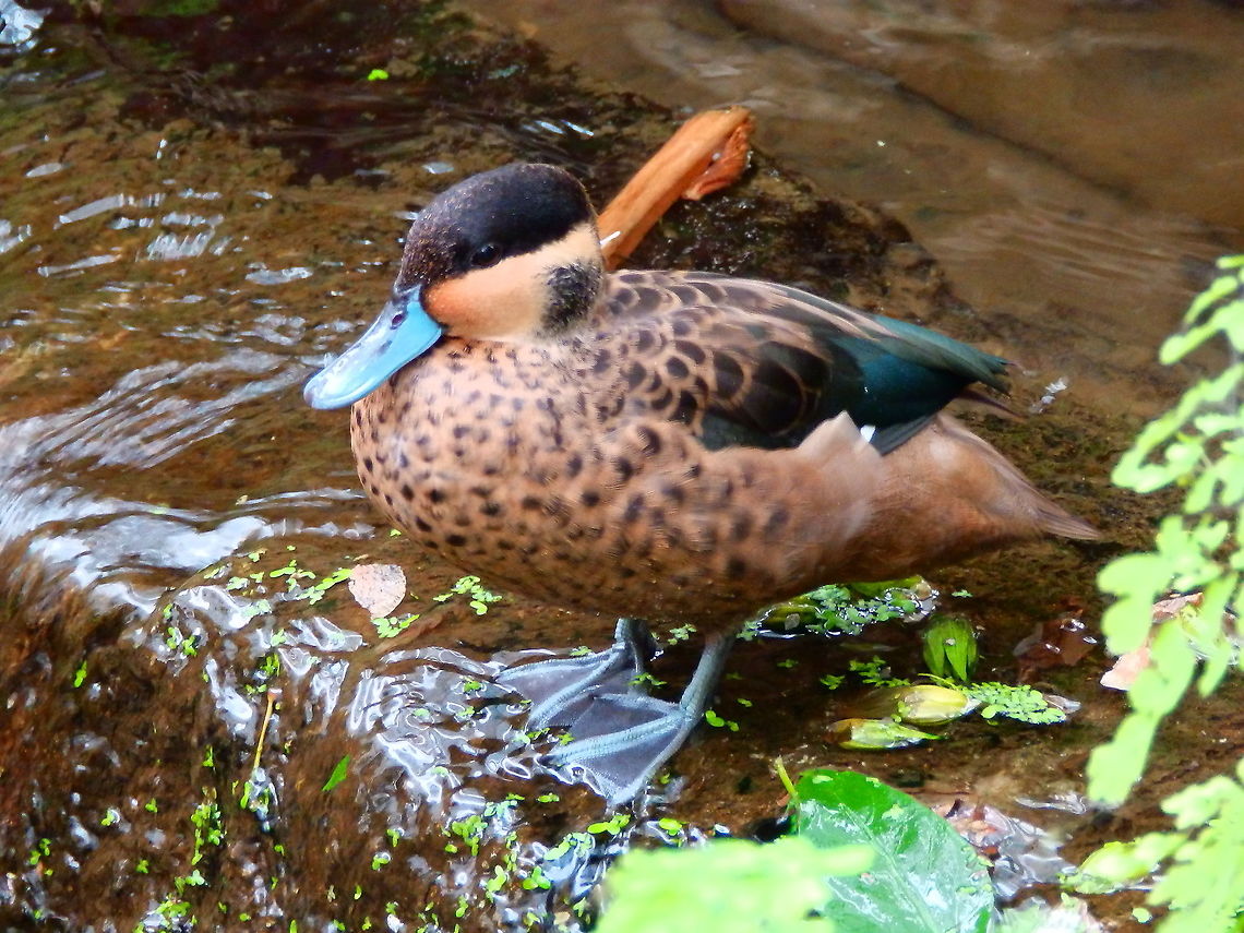 Blue-billed teal - Spatula/Anas hottentota Seen in Pairi Daiza, Aug 2014.<br />
 Belgium,Blue-billed teal,Geotagged,Spatula hottentota,Summer