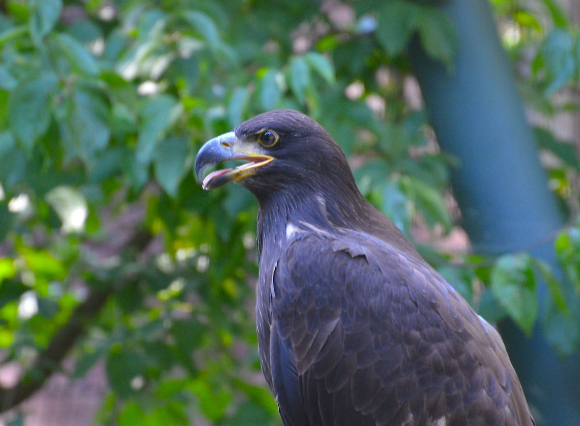 Golden Eagle - Aquila chrysaetos Seen in Pairi Daiza, Sep 2016.<br />
 Aquila chrysaetos,Belgium,Geotagged,Golden Eagle,Summer
