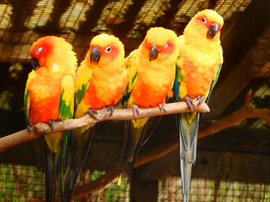 Sun conure - Aratinga solstitialis Seen in Pairi Daiza, Aug 2014.<br />
 Aratinga solstitialis,Belgium,Geotagged,Summer,Sun parakeet