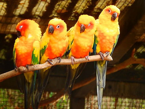 Sun conure - Aratinga solstitialis Seen in Pairi Daiza, Aug 2014.
 Aratinga solstitialis,Belgium,Geotagged,Summer,Sun parakeet