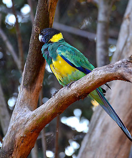 Australian Ringneck - Barnardius zonarius Seen in Pairi Daiza, Sep 2016.
 Australian Ringneck,Barnardius zonarius,Belgium,Geotagged,Summer