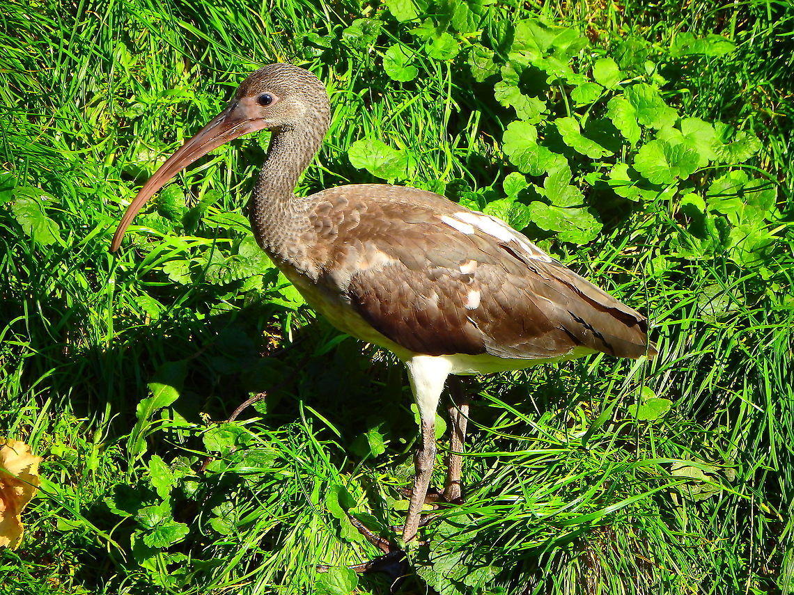 American White Ibis - Eudocimus albus (juvenile) Seen in Pairi Daiza, Sep 2016.<br />
 American White Ibis,Belgium,Eudocimus albus,Geotagged,Summer