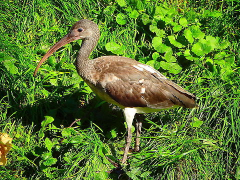 American White Ibis - Eudocimus albus (juvenile) Seen in Pairi Daiza, Sep 2016.
 American White Ibis,Belgium,Eudocimus albus,Geotagged,Summer