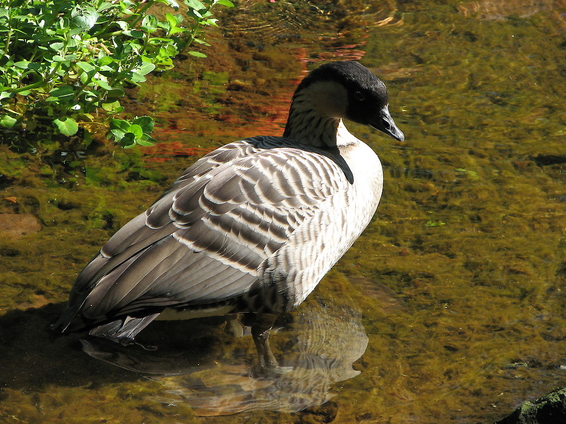 Nene goose - Branta sandvicensis Seen in Pairi Daiza, Aug 2009.<br />
 Belgium,Branta sandvicensis,Geotagged,Nene,Summer