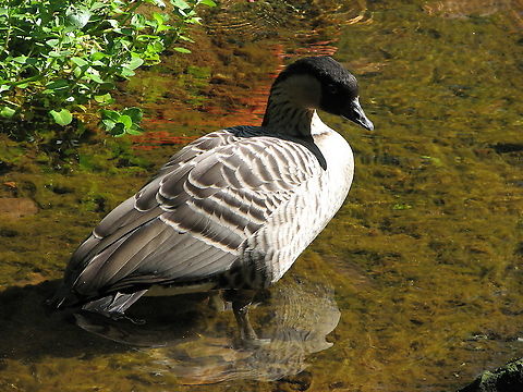 Nene goose - Branta sandvicensis Seen in Pairi Daiza, Aug 2009.
 Belgium,Branta sandvicensis,Geotagged,Nene,Summer