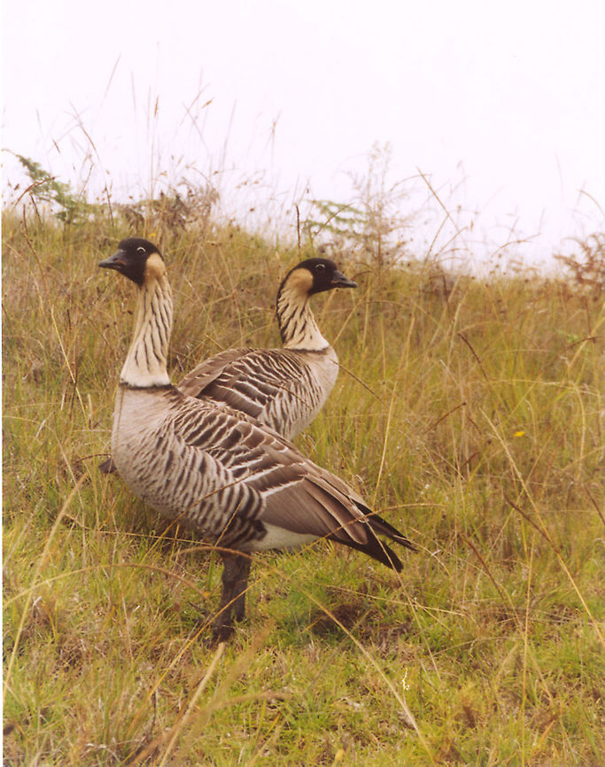 Nene goose - Branta sandvicensis This is the spotting in the wild in the hills of Mt Haleakala in Maui, 2003. As I say, loooong time agoo (I did not even have a digital camera back then :-)) Branta sandvicensis,Geotagged,Nene,United States