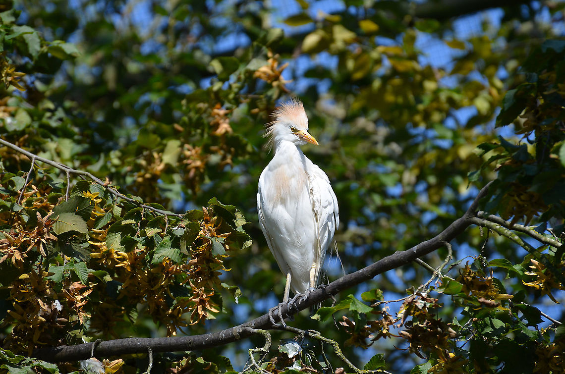 Western cattle egret  - Bubulcus ibis Seen in Pairi Daiza, Sep 2016.<br />
 Belgium,Bubulcus ibis,Geotagged,Summer,Western cattle egret