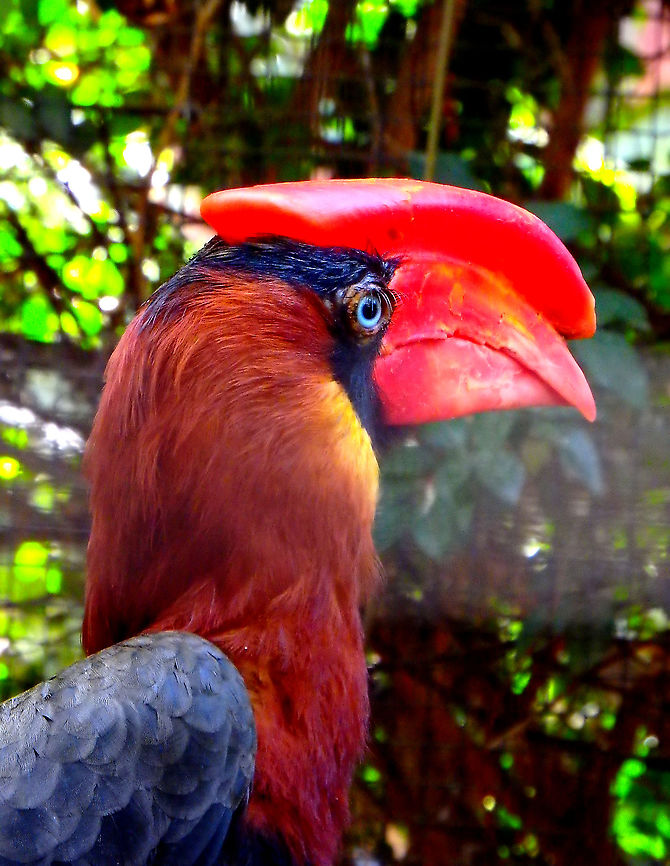 Rufous hornbill - Buceros hydrocorax Seen in Pairi Daiza, Sep 2016.<br />
The Flat-helmeted Hornbill (Buceros hydrocorax) is a species of bird in the Bucerotidae family, endemic to the Philippines.<br />
<br />
 Belgium,Buceros hydrocorax,Geotagged,Rufous hornbill,Summer
