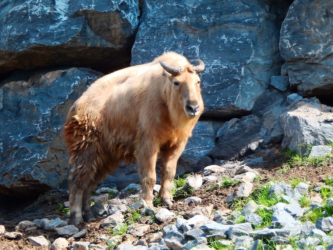 Takin - Budorcas taxicolor Seen in Pairi Daiza, Aug 2014.<br />
 Belgium,Budorcas taxicolor,Geotagged,Summer,Takin