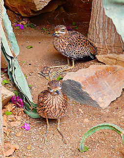 Spotted Thick-knee - Burhinus capensis (Find the baby!) Seen in Pairi Daiza, Aug 2014.

 Belgium,Burhinus capensis,Geotagged,Spotted Thick-knee,Summer