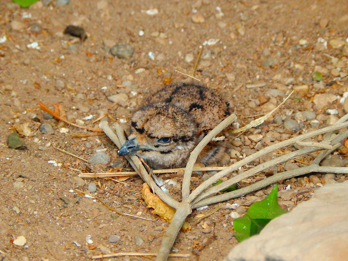 Spotted Thick-knee - Burhinus capensis (Baby) Seen in Pairi Daiza, Aug 2014. If you did not find the baby in the previous picture here is a close up. He is is left from the mother, next to her feet. The baby mimetizes so well the ground color, this is ideal to be protected from predators such as brids of prey!<br />
 Belgium,Burhinus capensis,Geotagged,Spotted Thick-knee,Summer