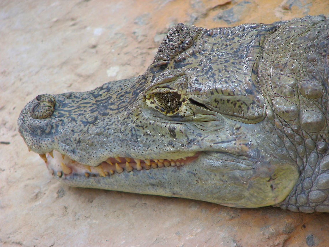 Chinese Alligator - Alligator sinensis Seen in Pairi Daiza, Aug 2009.<br />
 Alligator sinensis,Belgium,Chinese Alligator,Geotagged,Summer