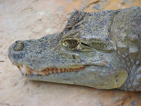 Chinese Alligator - Alligator sinensis Seen in Pairi Daiza, Aug 2009.
 Alligator sinensis,Belgium,Chinese Alligator,Geotagged,Summer