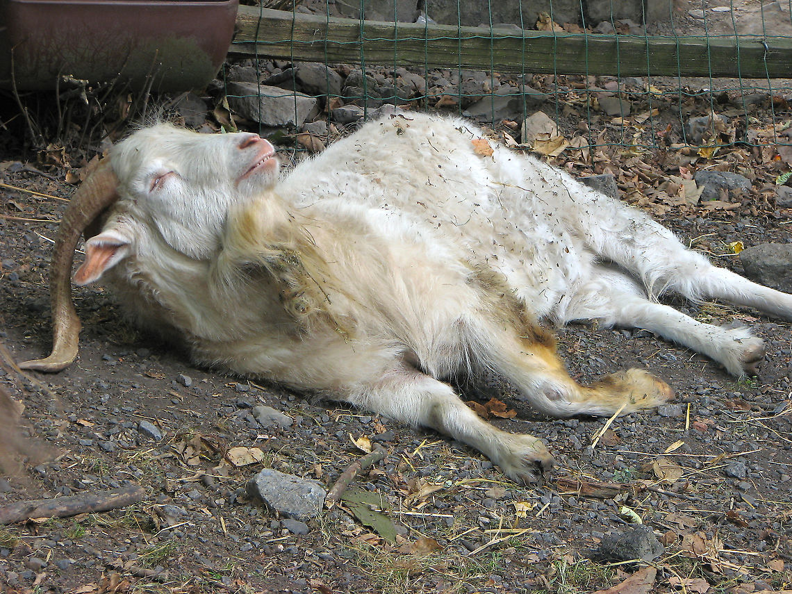 Domestic goat - Capra aegagrus hircus Seen in Pairi Daiza on Aug 2009. He was enjoying a siesta :-) Belgium,Capra aegagrus hircus,Capra hircus,Domestic Goat,Domestic goat,Geotagged,Summer