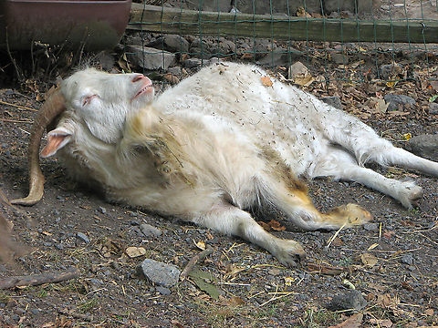 Domestic goat - Capra aegagrus hircus Seen in Pairi Daiza on Aug 2009. He was enjoying a siesta :-) Belgium,Capra aegagrus hircus,Capra hircus,Domestic Goat,Domestic goat,Geotagged,Summer