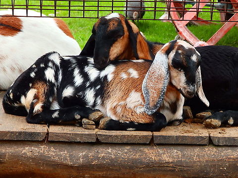 Domestic Goat - Capra aegagrus hircus (Nubian breed) Seen in Pairi Daiza in Aug 2014. Belgium,Capra aegagrus hircus,Domestic Goat,Geotagged,Summer