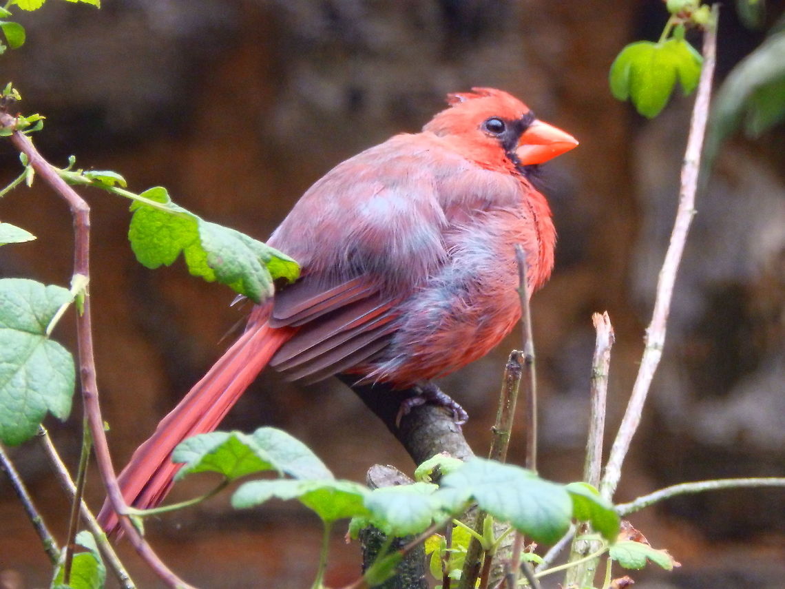 Cardinalis_cardinalis Seen in Pairi Daiza, Aug 2014.<br />
I saw many of these male and female when I was living ib the Boston area, MA, US. They have a very beautiful call. Belgium,Cardinalis cardinalis,Geotagged,Northern Cardinal,Summer