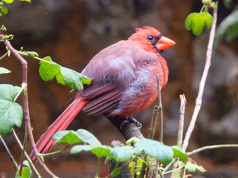 Cardinalis_cardinalis Seen in Pairi Daiza, Aug 2014.
I saw many of these male and female when I was living ib the Boston area, MA, US. They have a very beautiful call. Belgium,Cardinalis cardinalis,Geotagged,Northern Cardinal,Summer