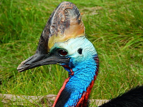 Southern Cassowary - Casuarius casuarius Seen in Pairi Daiza, Aug 2014. Belgium,Casuarius casuarius,Geotagged,Southern Cassowary,Summer