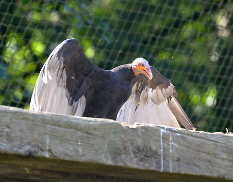 Lesser Yellow-headed Vulture - Cathartes burrovianus Seen in Pairi Daiza, Sep 2016. Belgium,Cathartes burrovianus,Geotagged,Lesser Yellow-headed Vulture,Summer