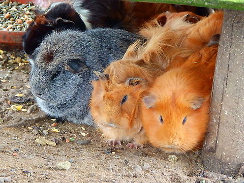 Guinea pig - Cavia porcellus Seen in Pairi Daiza, Aug 2014. Belgium,Cavia porcellus,Geotagged,Guinea pig,Summer