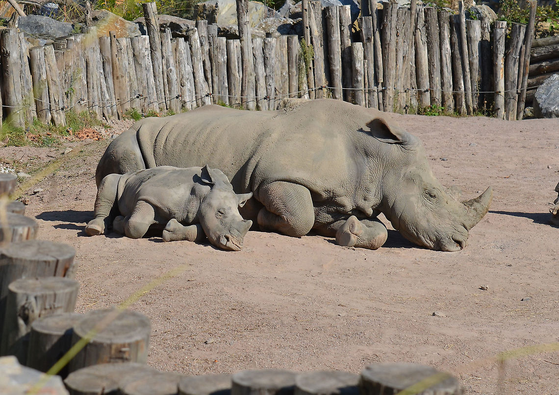 White rhinoceros - Ceratotherium simum Seen in Pairi Daiza, Sep 2016. Belgium,Ceratotherium simum,Geotagged,Summer,White rhinoceros