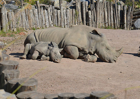 White rhinoceros - Ceratotherium simum Seen in Pairi Daiza, Sep 2016. Belgium,Ceratotherium simum,Geotagged,Summer,White rhinoceros