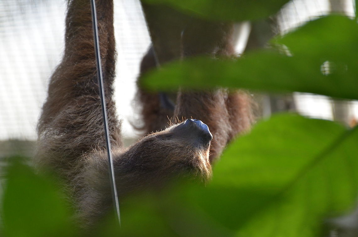 Linnaeuss two-toed sloth - Choloepus didactylus Seen in Pairi Dauza in Sep 2016. Belgium,Choloepus didactylus,Geotagged,Linnaeuss two-toed sloth,Summer