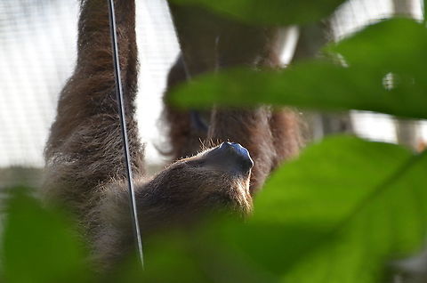 Linnaeuss two-toed sloth - Choloepus didactylus Seen in Pairi Dauza in Sep 2016. Belgium,Choloepus didactylus,Geotagged,Linnaeuss two-toed sloth,Summer