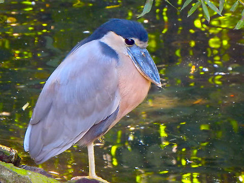 Boat-billed Heron - Cochlearius cochlearius Seen in Pairi Daiza, Sep 2016. Belgium,Boat-billed Heron,Cochlearius cochlearius,Geotagged,Summer