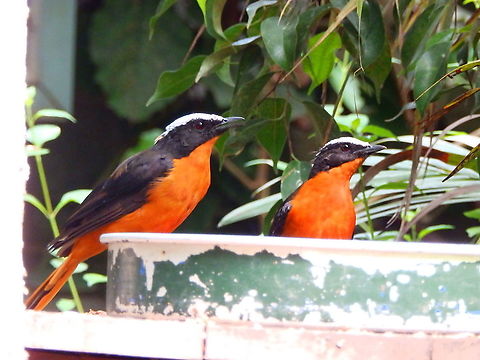 White-crowned robin-chat - Cossypha albicapillus Seen in Pairi Daiza, Aug 2014. Belgium,Cossypha albicapilla,Geotagged,Summer,White-crowned robin-chat