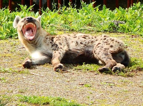 Spotted Hyena - Crocuta crocuta Seen in Pairi Daiza in Aug 2014. Belgium,Crocuta crocuta,Geotagged,Spotted Hyena,Summer