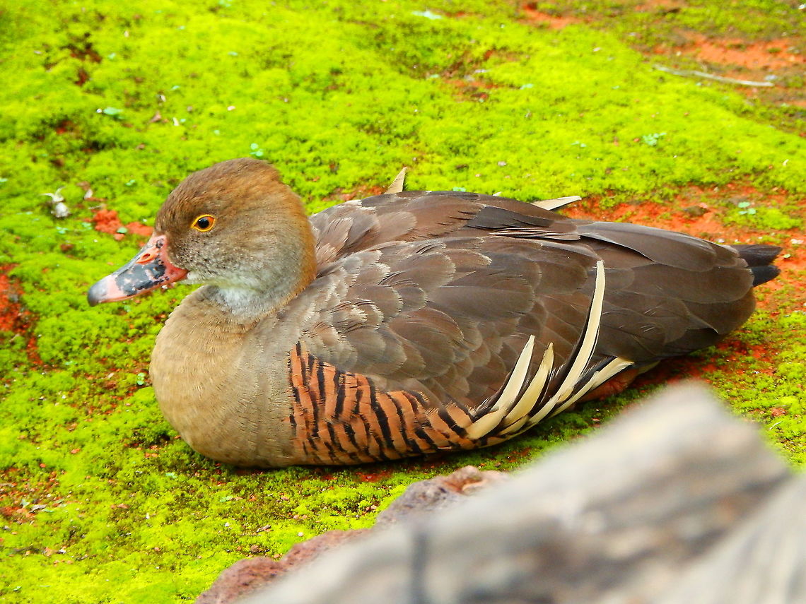 Plumed Whistling Duck - Dendrocygna eytoni Seen in Pairi Daiza in Aug 2014.  Belgium,Dendrocygna eytoni,Geotagged,Plumed Whistling Duck,Summer