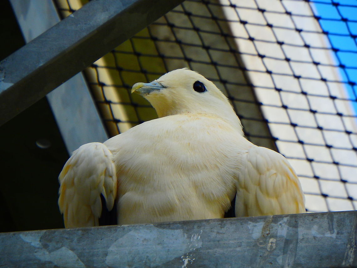 Pied imperial pigeon - Ducula bicolor Seen in Pairi Daiza, Sep 2016. <br />
<br />
Also seen in the wild in Lankayan:<br />
<figure class="photo"><a href="https://www.jungledragon.com/image/39393/pied_imperial_pigeon.html" title="Pied Imperial Pigeon"><img src="https://s3.amazonaws.com/media.jungledragon.com/images/2298/39393_thumb.jpg?AWSAccessKeyId=05GMT0V3GWVNE7GGM1R2&Expires=1759968010&Signature=QVeSbqGqYclmwEI7XJ1PTUUeLvs%3D" width="200" height="162" alt="Pied Imperial Pigeon These pigeons can be up to 42 cm. They are nomadic and are sporadically found in all islands around Borneo. They can even fly to mainland to feed and return to the island to roost. They are actually white and black (the yellow tone in the picture is due to the tree shadow). Lankayan Island, Sabah.  Ducula bicolor,Fall,Geotagged,Malaysia,Pied imperial pigeon" /></a></figure> Belgium,Ducula bicolor,Geotagged,Pied imperial pigeon,Summer