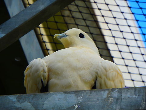 Pied imperial pigeon - Ducula bicolor Seen in Pairi Daiza, Sep 2016. 

Also seen in the wild in Lankayan:
https://www.jungledragon.com/image/39393/pied_imperial_pigeon.html Belgium,Ducula bicolor,Geotagged,Pied imperial pigeon,Summer