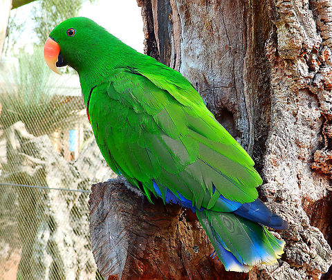 Eclectus Parrot - Eclectus roratus (male) Seen in Pairi Daiza in Aug 2014.  Belgium,Eclectus Parrot,Eclectus roratus,Geotagged,Summer