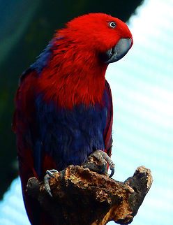 Eclectus Parrot - Eclectus roratus (female) Seen in Pairi Daiza in Aug 2014.  Belgium,Eclectus Parrot,Eclectus roratus,Geotagged,Summer