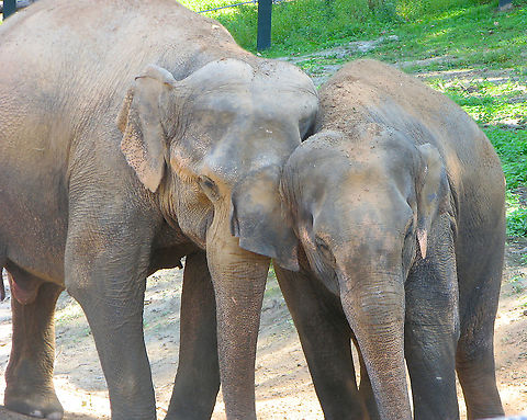 Asian elephant - Elephas maximus Seen in Pairi Daiza in Aug 2009. Asian elephant,Belgium,Elephas maximus,Geotagged,Summer