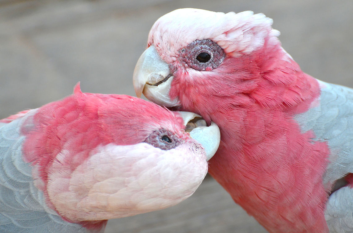 Galah - Eolophus roseicapilla Seen in Pairi Daiza, Sep 2016.  Belgium,Eolophus roseicapilla,Galah,Geotagged,Summer