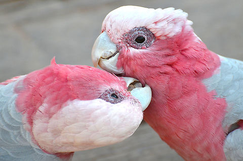 Galah - Eolophus roseicapilla Seen in Pairi Daiza, Sep 2016.  Belgium,Eolophus roseicapilla,Galah,Geotagged,Summer