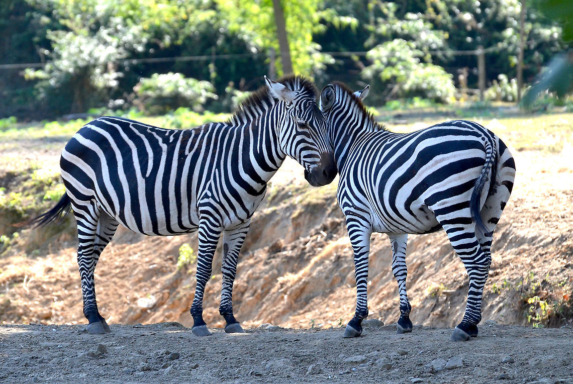 Plains zebra - Equus quagga Seen in Pairi Daiza, Sep 2016.  Belgium,Equus quagga,Geotagged,Plains zebra,Summer
