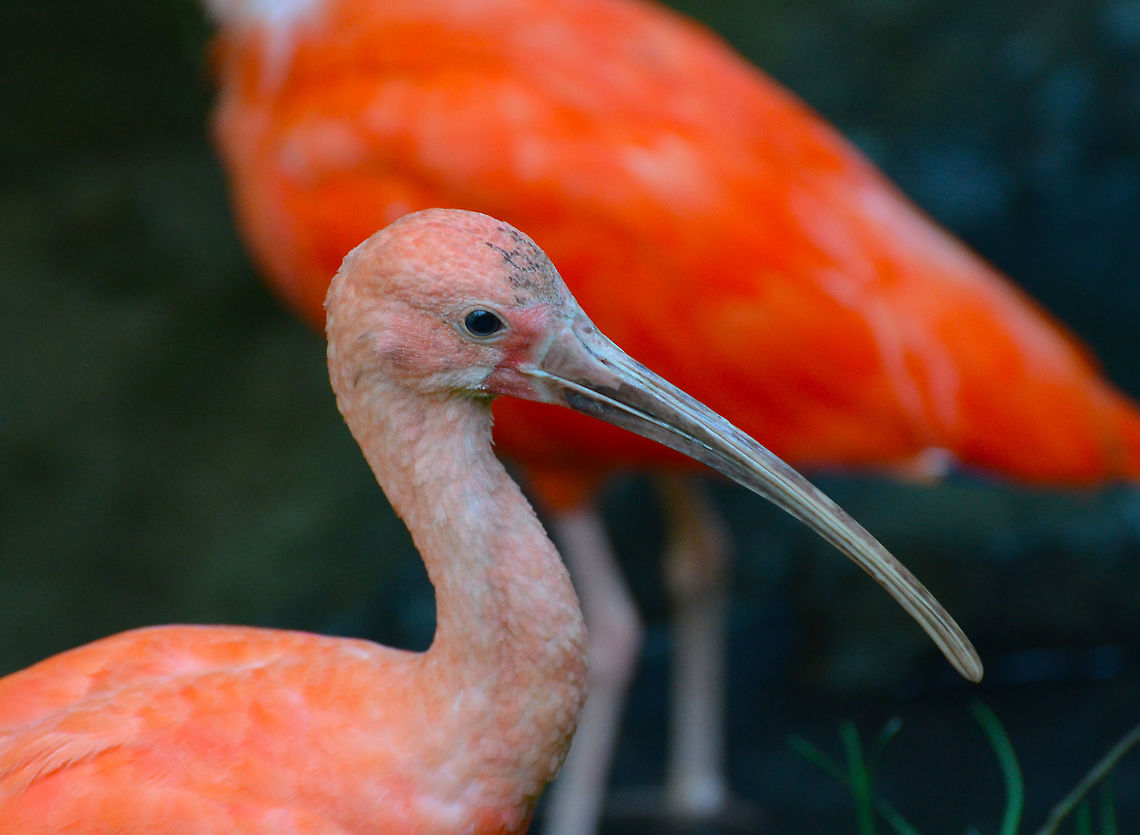 Scarlet Ibis - Eudocimus ruber Seen in Pairi Daiza, Sep 2016.  Eudocimus ruber,Scarlet Ibis
